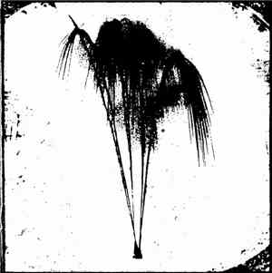 Tyler Damon - Softened Skull