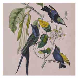 Susumu Yokota - Sakura