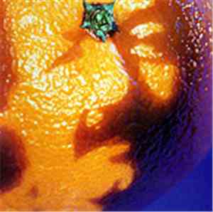 Phish - A Picture Of Nectar