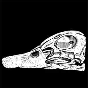 StarratS of UfotofU - #Duck Rock