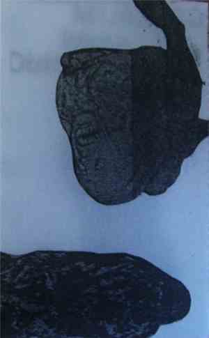 Pure Skull - Cranium Drippings