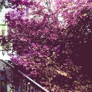 Chin Xaou Ti Won - Trees