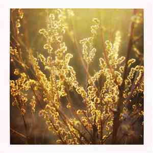 From The Willowmeadow - The Heart Sleeps Tonight