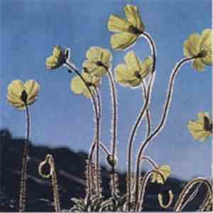 John Wiese / Samuel Michael Casebolt - Split