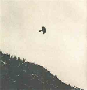 Elk  / Carrion  - Split