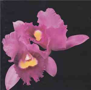 Opeth - Orchid