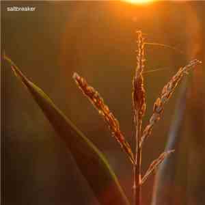 Saltbreaker - The Plants In Summer