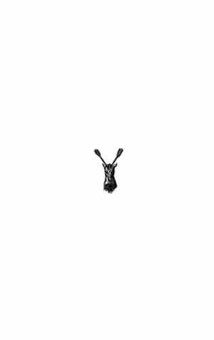 Jeans Beast / ]licht-ung[ - Split