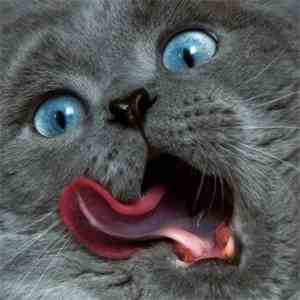 Gustavo Jobim - Cat In The Blender EP