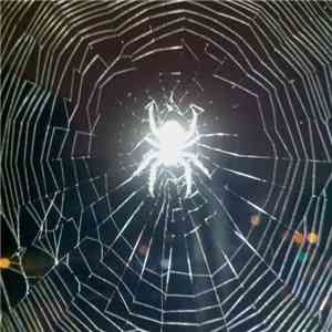 L T W - Spider