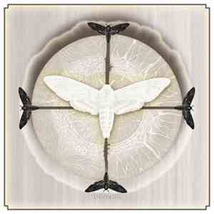 White Moth  - White Moth