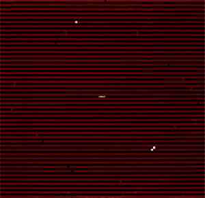 Swans - Swans