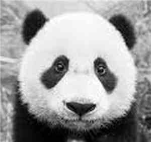 Ku Klux Panda - Ku Klux Boogie