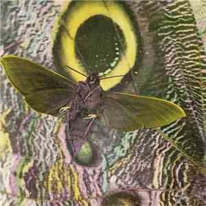 The Mothmen - Pay Attention!