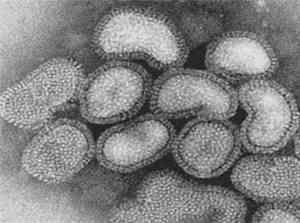 Sturmaz - Virus