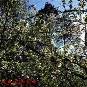 Razxca - Methods of Fragility