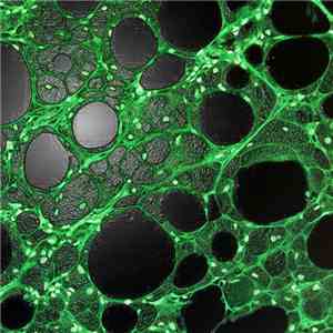 Gen 26 / Psychiceyeclix / Animal Machine  - Nuclear Waste 1 - 3 Way Split Net Release