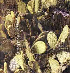 Ophibre - Basil Forests