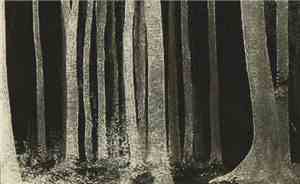 Various - ...from a forest nocturnal