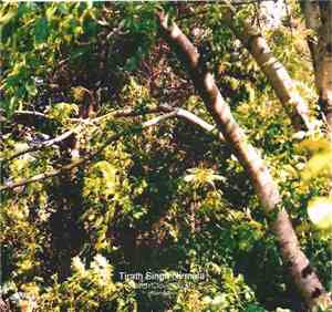 Tirath Singh Nirmala - Birch Clove Burst Volume Two