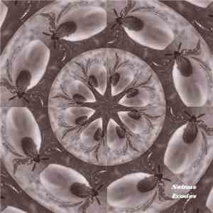 Setnus - Ixodes