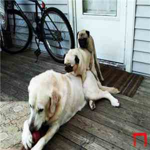 Nacim Ladj - Reservour Dogs