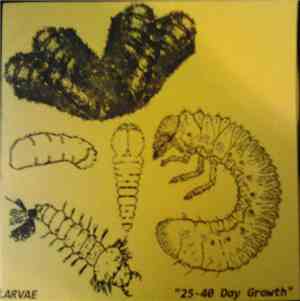 Larvae  - 26-40 Day Growth EP