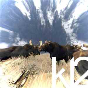 k12  - Plural of Moose