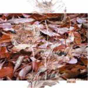 Marsen Jules - Herbstlaub