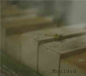 Erik Dahl - Moulded