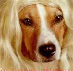 Paul Leary - The History Of Dogs