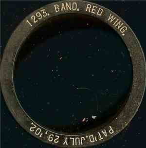 Band - Red Wing