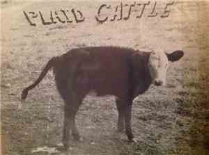 Plaid Cattle - Lonely Or Hungry