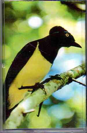 Birds Of Paradise  - Birds Of Paradise