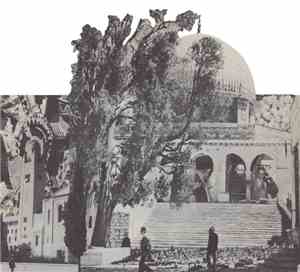 Recycle Culture - Primitive (Dreams Of Israel)