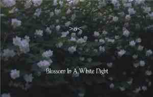 >o< - Blossom In A White Night